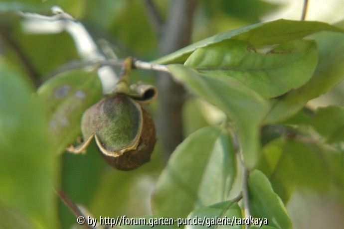 C.longicarpa frucht