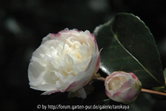 beatrice emily
