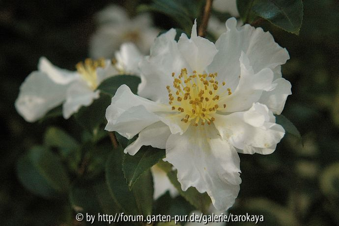 white lady
