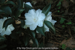 silver dollar
