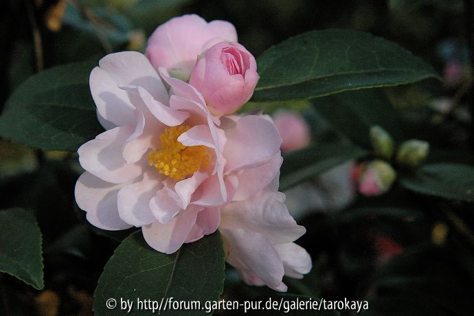 sasanqua rosé