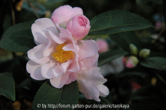sasanqua rosé