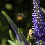 Veronika-Blüte und Hummel