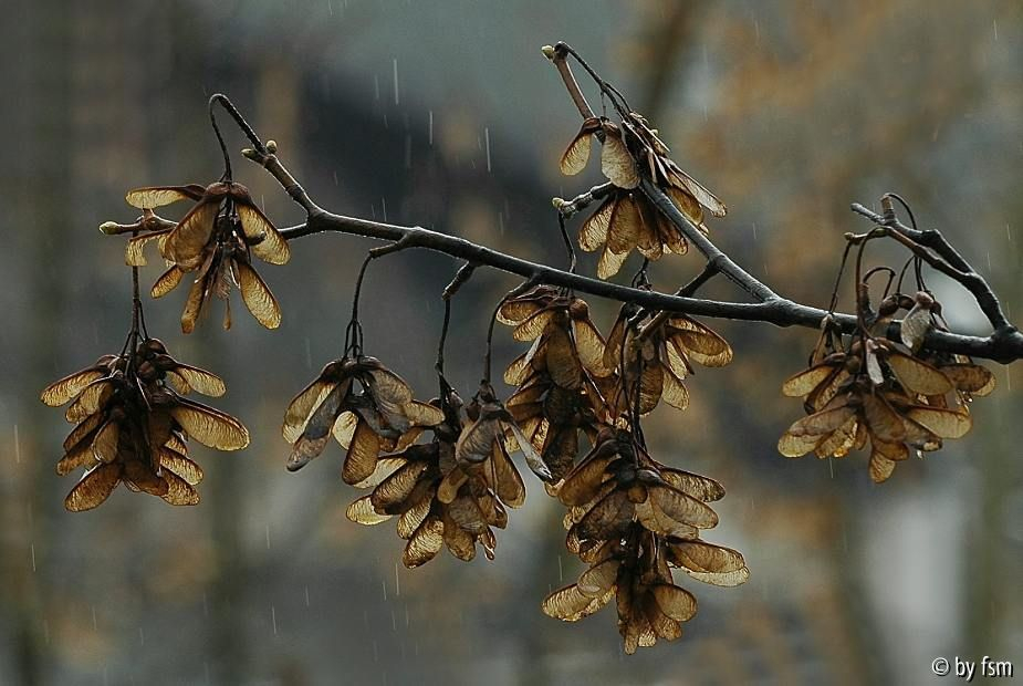 Februar  2009
