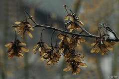 Februar  2009