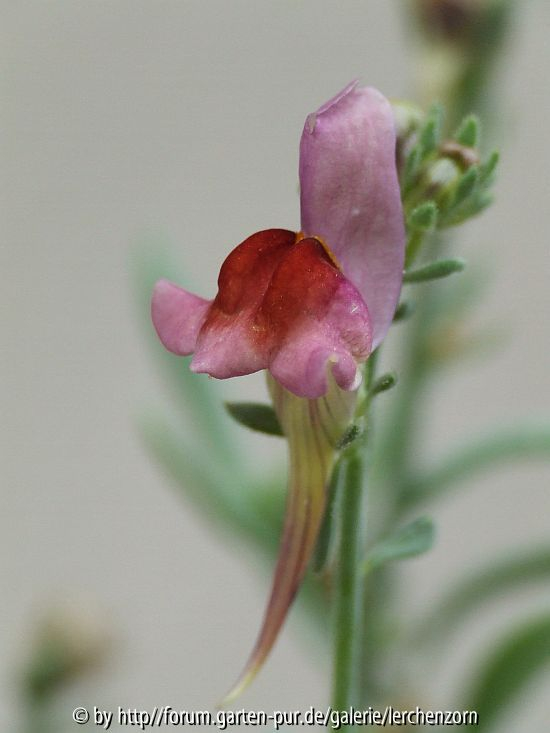 Linaria aeruginea