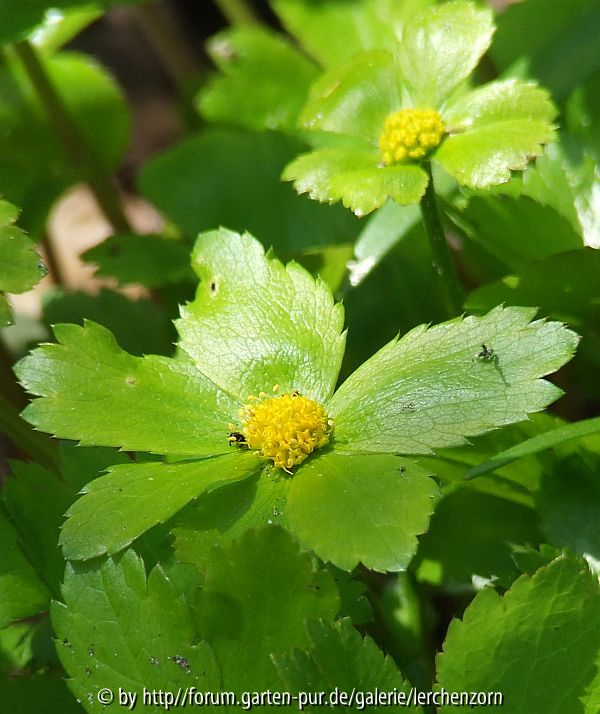 Hacquetia epipactis