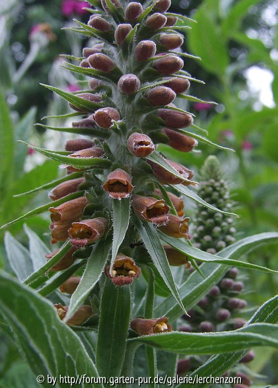 Digitalis parviflora