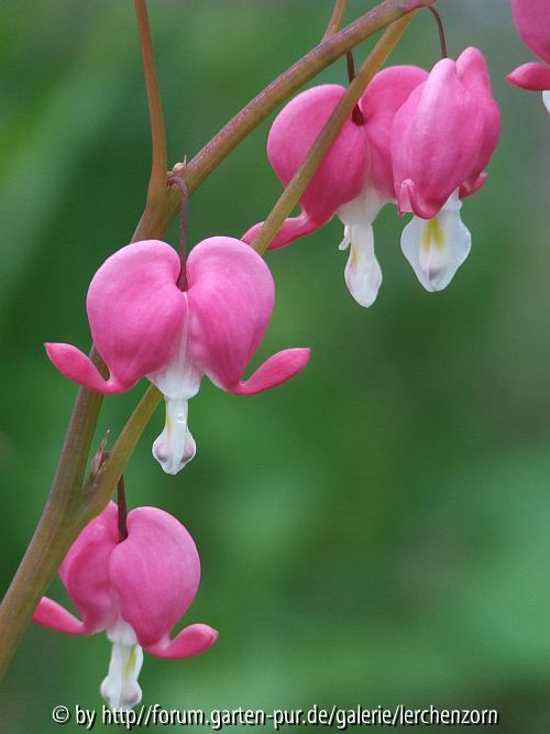 Dicentra spectabilis