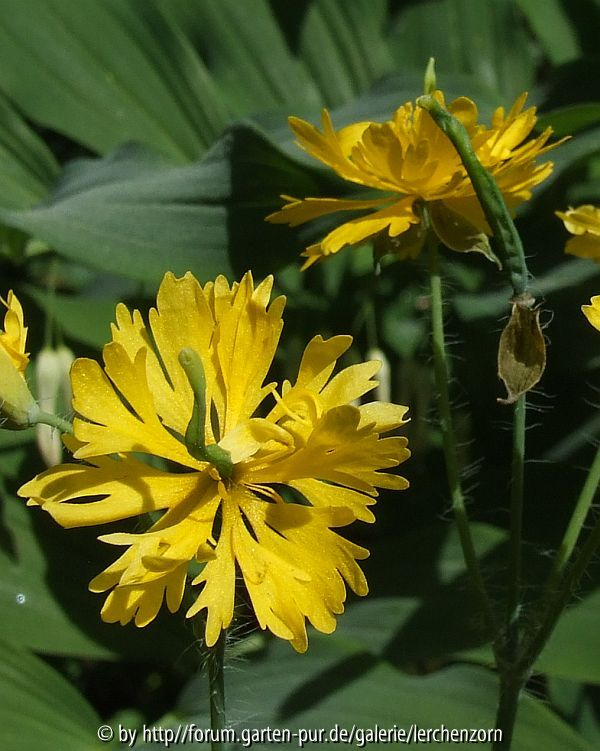 Chelidonium majus 