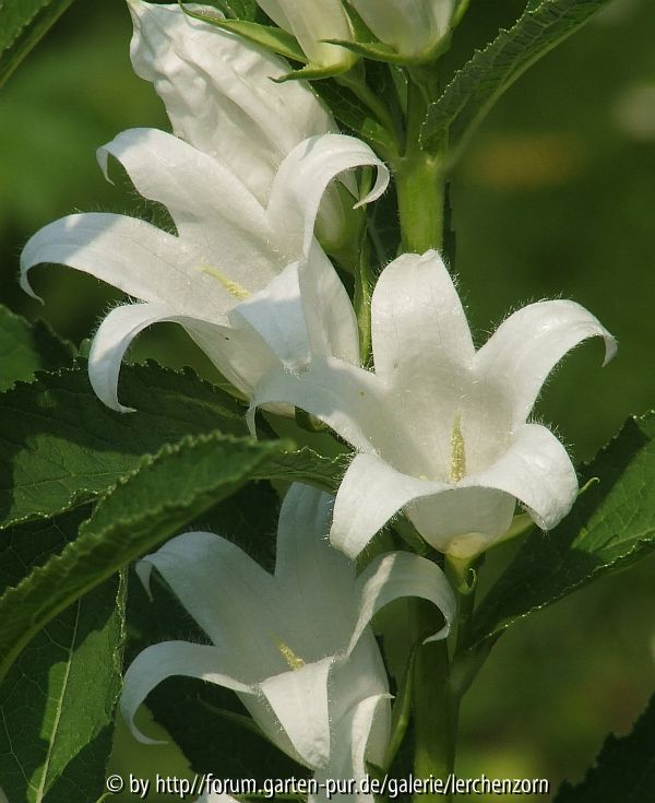 Campanula latifolia 