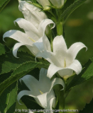 Campanula latifolia 