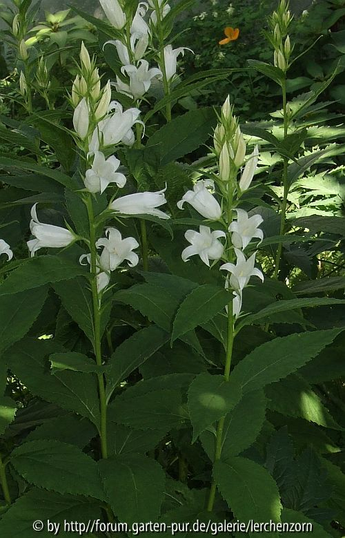 Campanula latifolia 