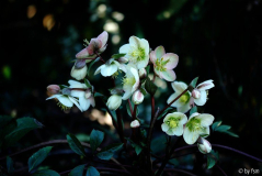 Dezember 2009