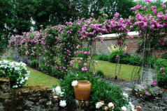 Rosen Mai 2009