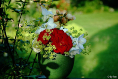 Rosen Juni 2009