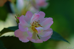Rosen April 2009