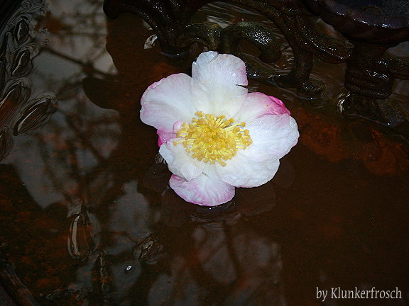 Sasanqua Variegata icewater