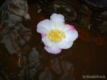 Sasanqua Variegata icewater