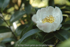 narumigata eisenhut