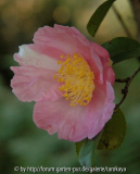 mutazione plantation pink