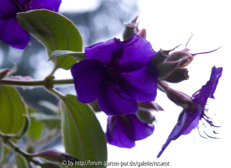 Tibouchina Nebel Detail
