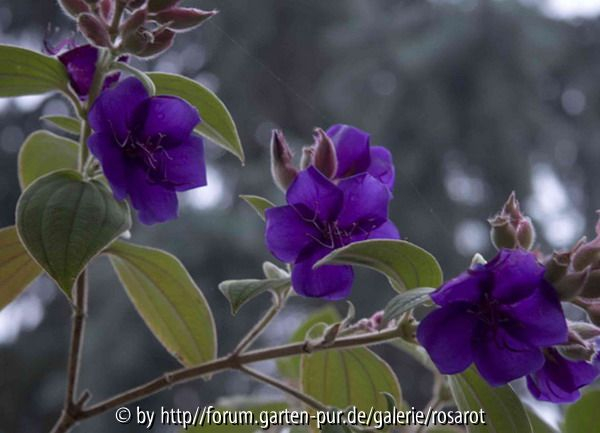 Tibouchina Nebel