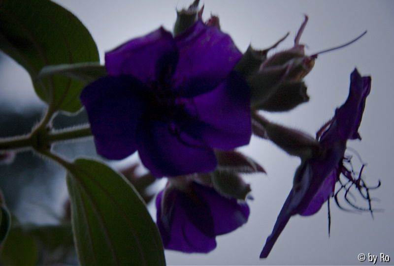 Tibouchina Nebel Detail 3