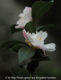 leslie ann 11/08