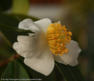 Oleifera