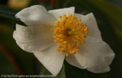 Oleifera1
