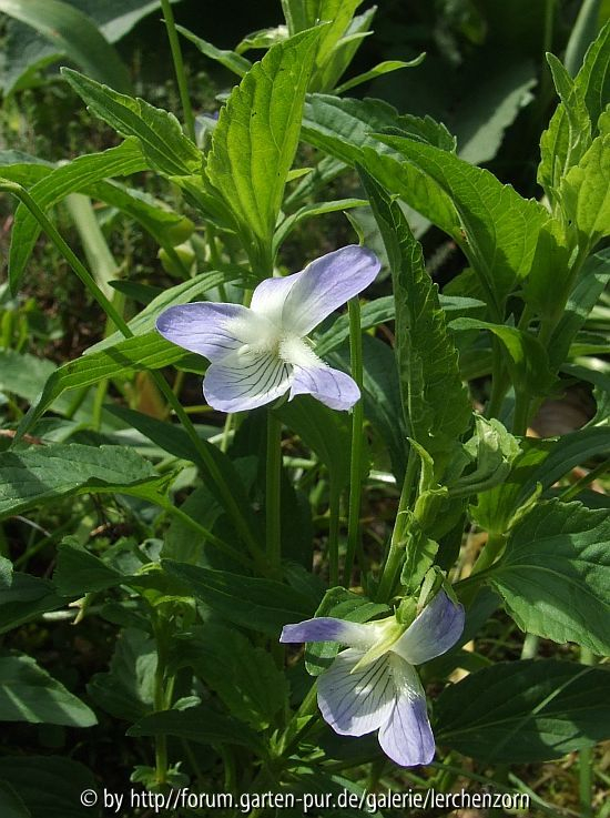 Viola elatior