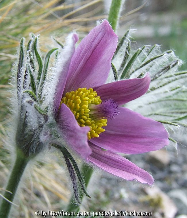 Pulsatilla-vulgaris-Hybride