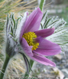 Pulsatilla-vulgaris-Hybride