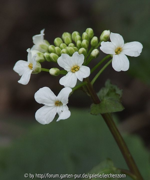 Thlaspi macrophyllum