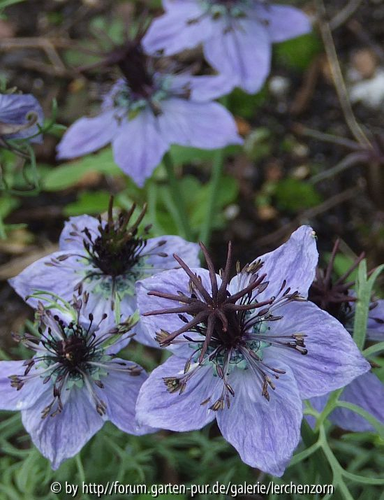 Nigella papillosa 