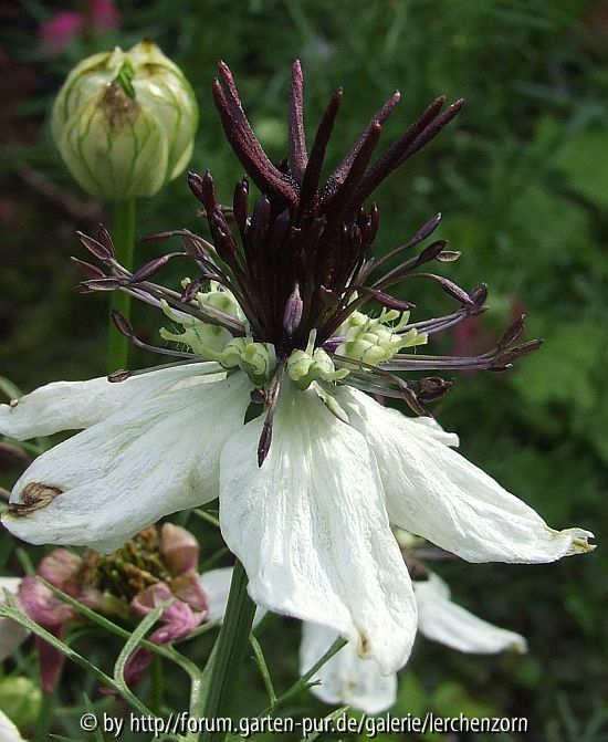 Nigella papillosa 