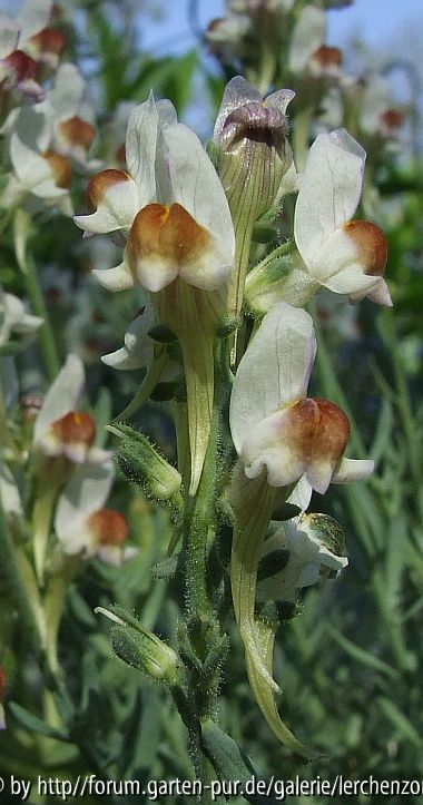 Linaria aeruginea