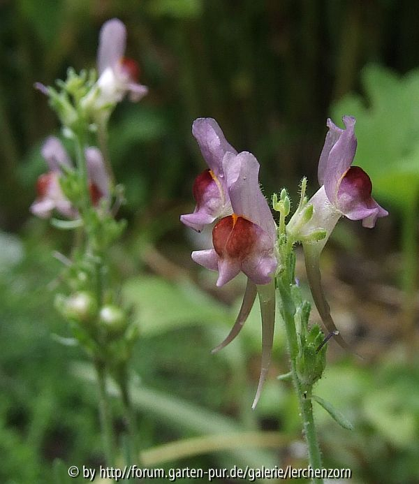 Linaria aeruginea