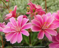 Lewisia-Hybride