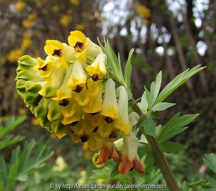 Corydalis nobilis