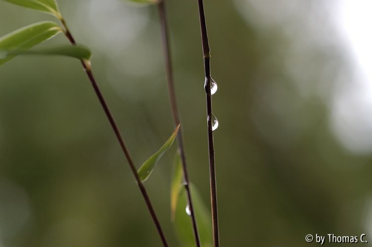 Tropfen auf Phyllostrachus
