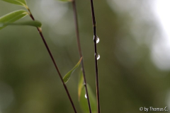 Tropfen auf Phyllostrachus