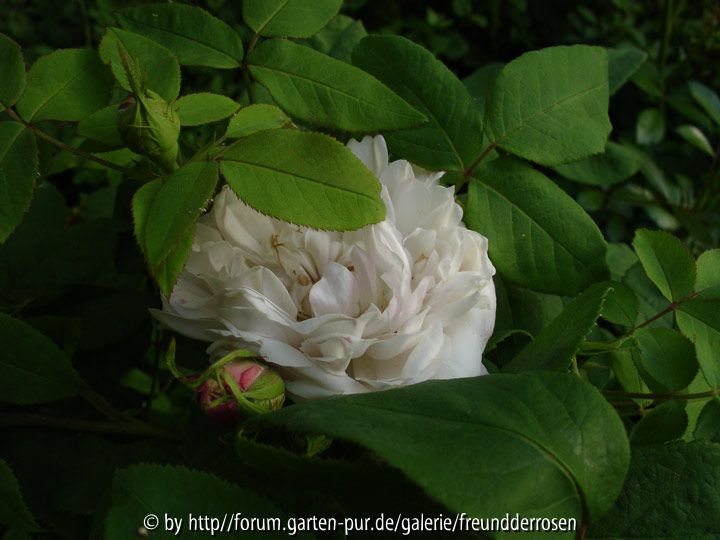 Jacques Cartier weiss