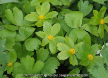 Schaftdolde (Hacquetia epipactis)