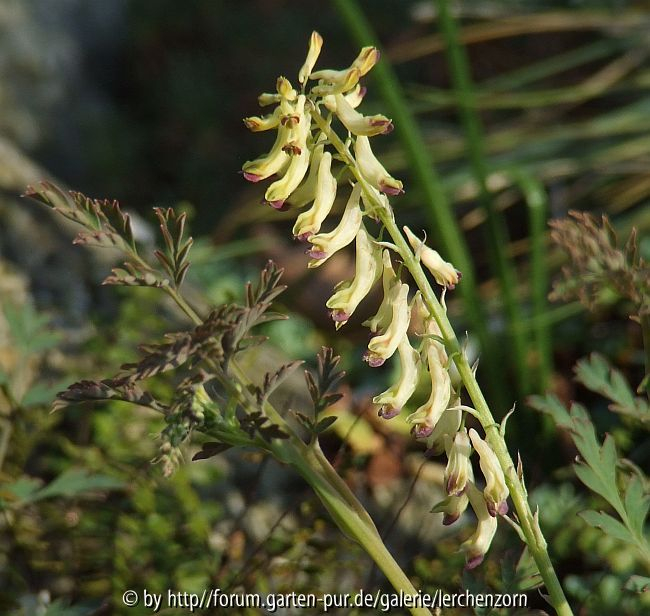 Corydalis ophiocarpa