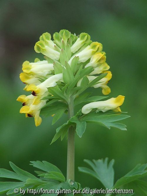 Corydalis nobilis