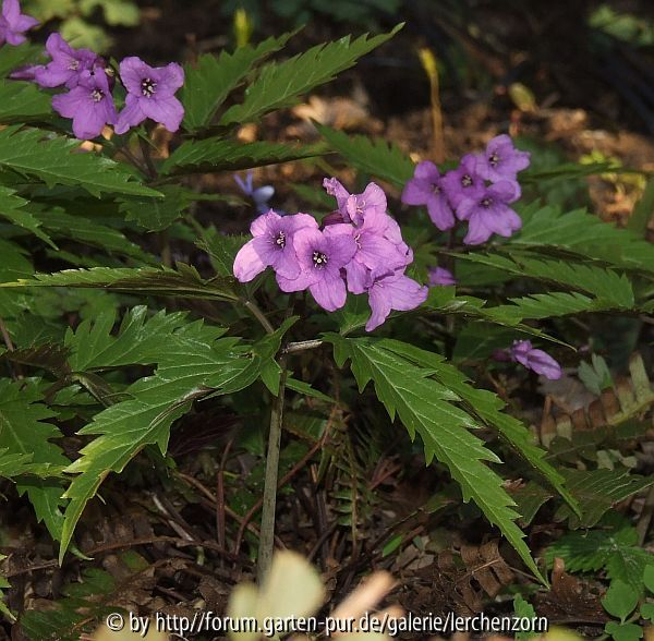 Cardamine glanduligera (syn. Dentaria glandulosa)