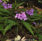 Cardamine glanduligera (syn. Dentaria glandulosa)