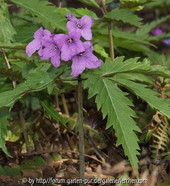 Cardamine glanduligera (syn. Dentaria glandulosa)